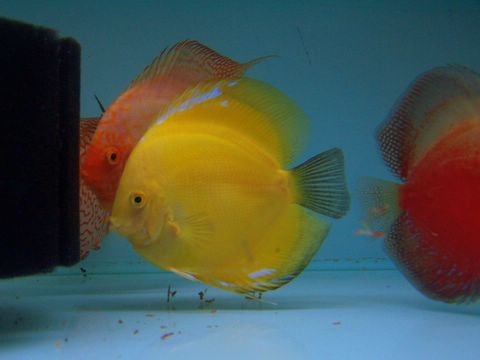 Crystal Yellow Discus